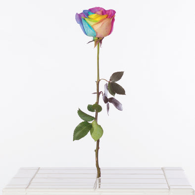 Virginia Poundstone, Rainbow Rose, 2015